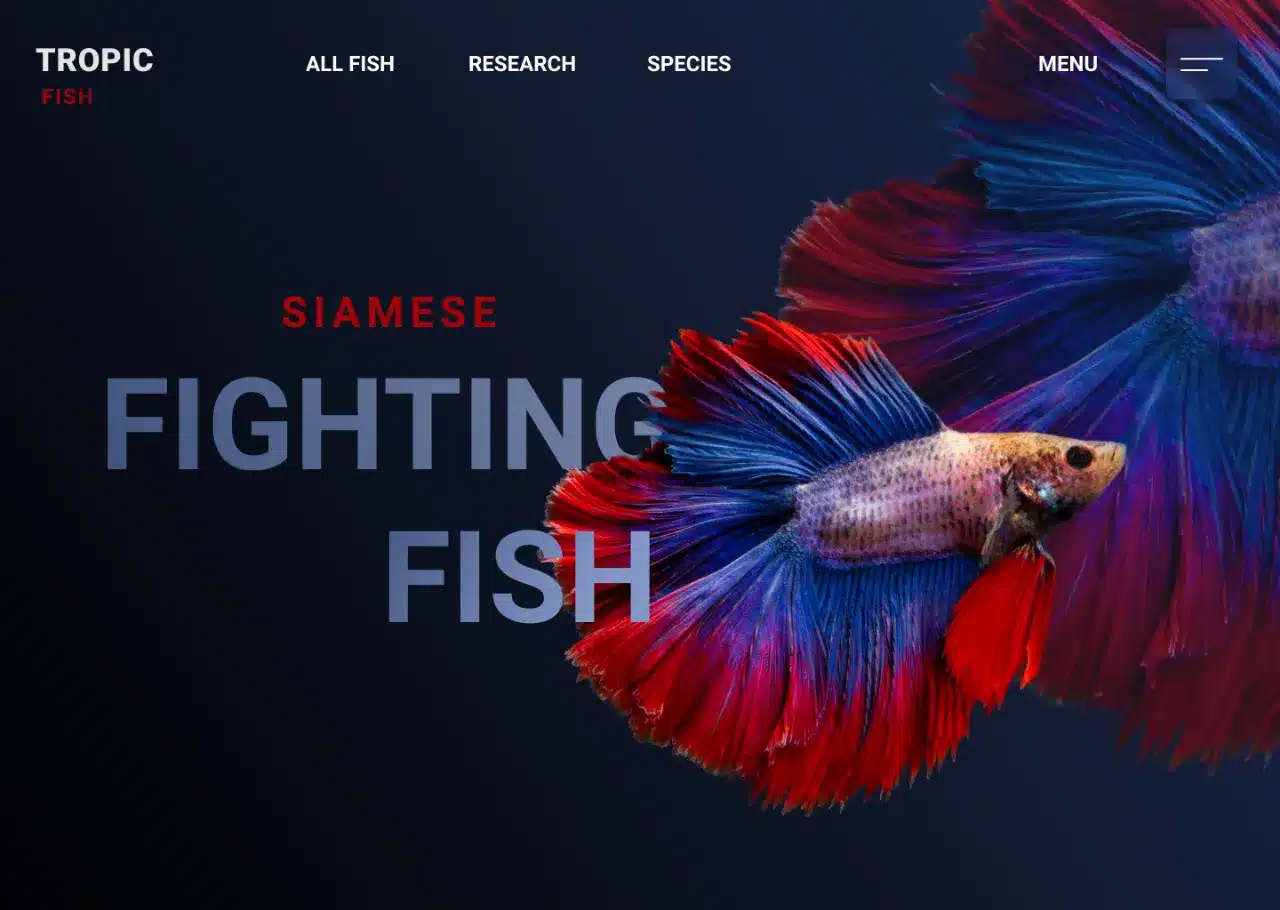 Ein Designprojekt von Lehmann Webdesign mit dem Fokus auf ein minimalistisches Design und die farbenfrohe Vielfalt von "Siamese Fighting Fish".